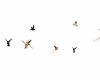 Humming Birds