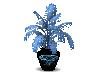 Blue Diamond Plant