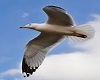 Seagulls trigger gulls
