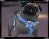 Pug Animated Blue