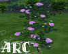 ARC Bright Plum Roses