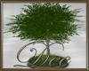 Outdoor Tree
