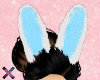 ♡ Blue Bunny Ears