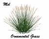 Ornamental Grass