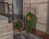 Hanging Plants