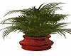 Snakeskin potted plant