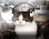 funny cat whit headphone