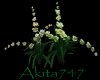 Akitas orchid dance 1