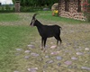 Farm Goat + Sound