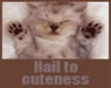 Hail To Cuteness Kitten