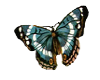 teal butterfly 2