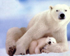 Polar bear cub hug