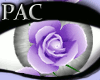 *PAC* Heart of Roses Pur