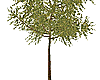 Street Thin Tree