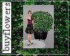 *T* box buxus plant pot