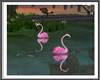 dreem lake Flamingos
