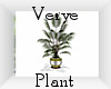 Verve Loft Plant