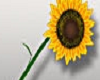 Sunflower Girasol