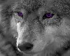 Purple eyed Wolf