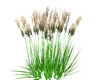 Pampas  Grass
