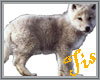 (Tis) Arctic Wolf Pup