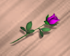 Small Purple Rose