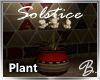*B* Solstice Iris Plant