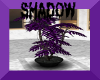 {SP}Purple Potted Tree