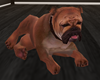 Laying Dog