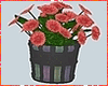 Kawaii Orange Flowers
