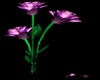 purple magic rose