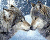 Moonlight Wolfs
