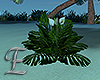 -E- Tropical Plant