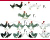biology plate chicken