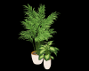 Set of Plants