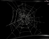 SPIDER WEB