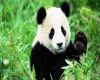 panda traje