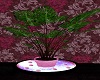 Pink Plant w/candles