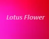 lotus flower morning sky