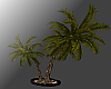 Fitness Palm Tree