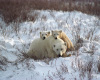 [Cherry] Polar Bears v1