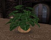 POTTED PLANT334