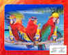 3 Parrots With  Be