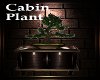 Cabin Plant
