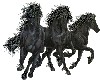 Black Horses Animated