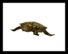 farm pond turtle