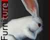 Animated White Bunny