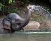 water jet elephant