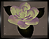 + Immortal Float Roses +