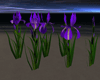 IRIS FLOWERS MAUVE